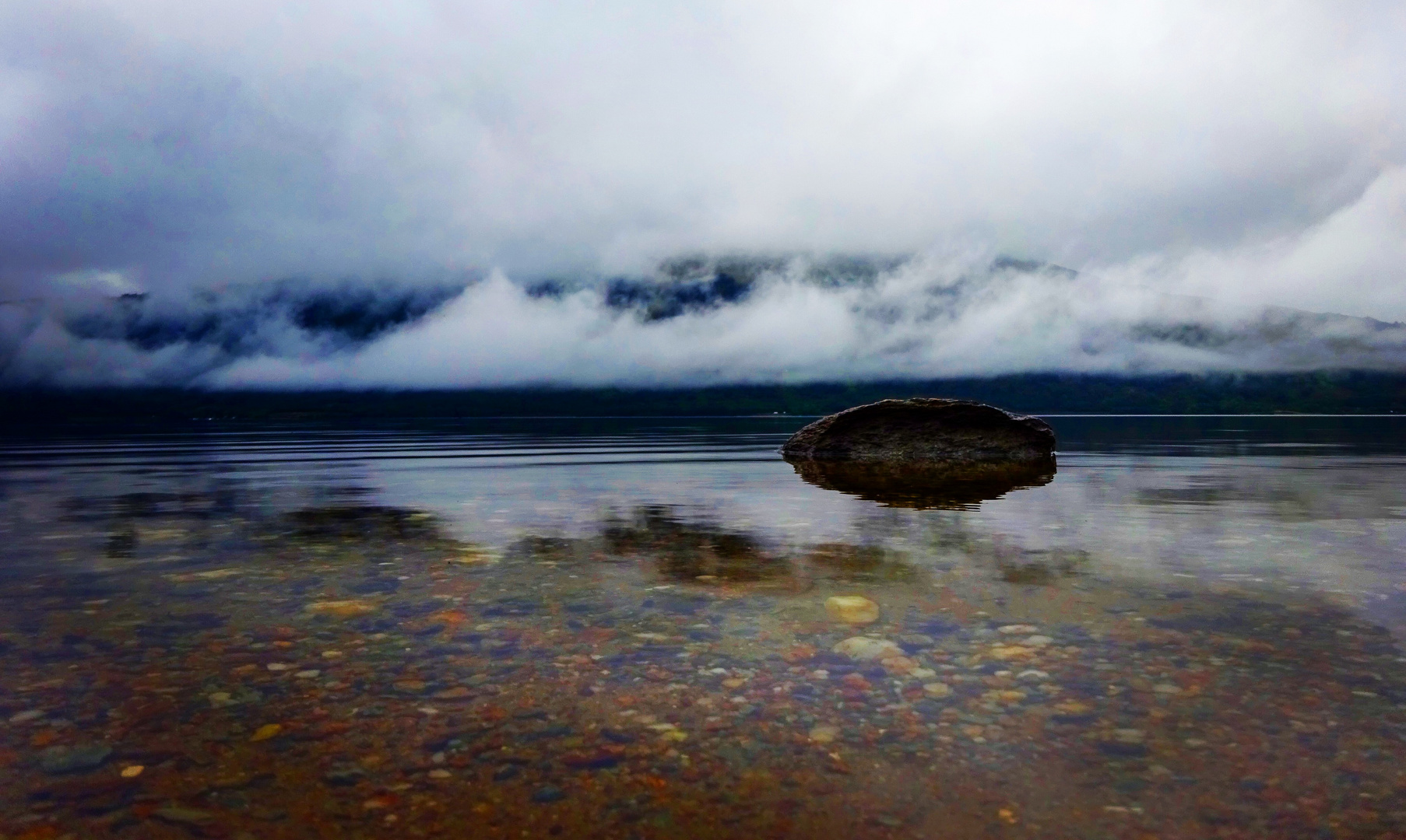 Scottish Fog