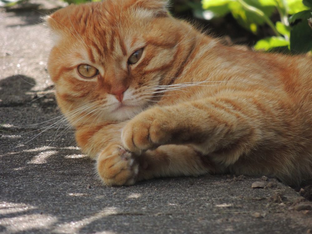 Scottish Fold