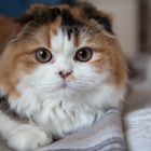 Scottish Fold Langhaar