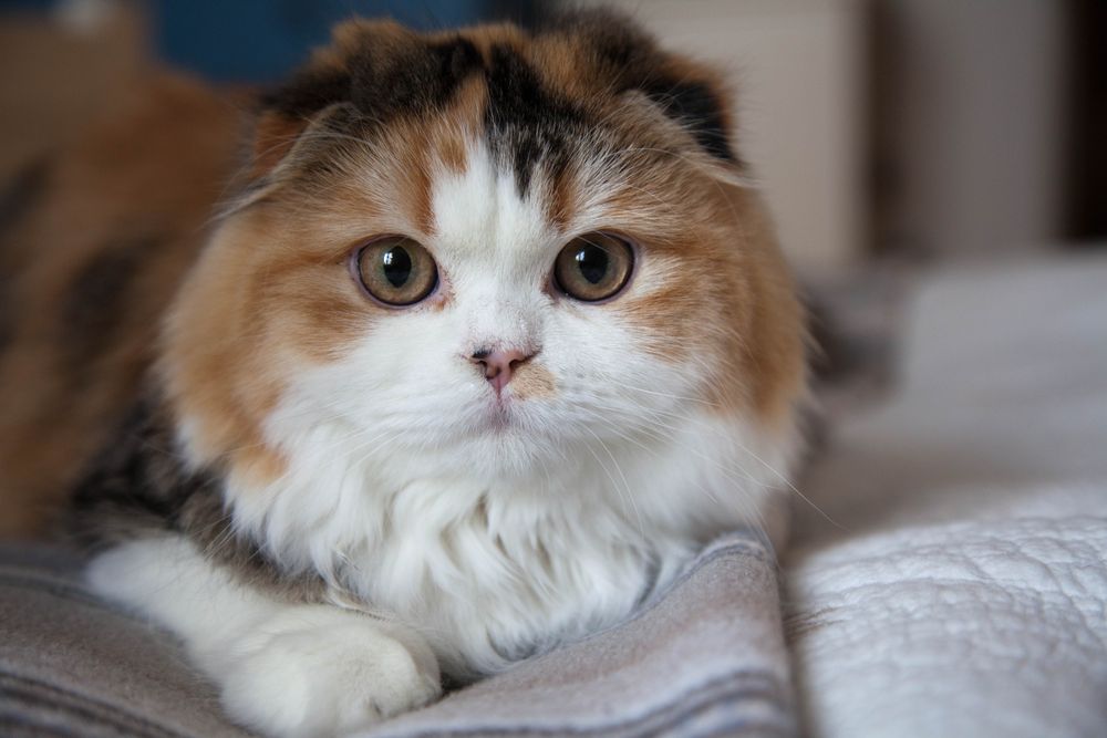 Scottish Fold Langhaar