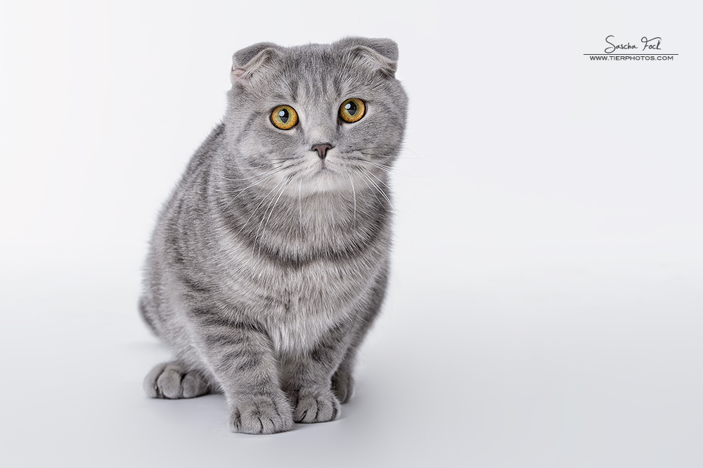 Scottish Fold Shorthair