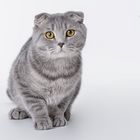 Scottish Fold Shorthair