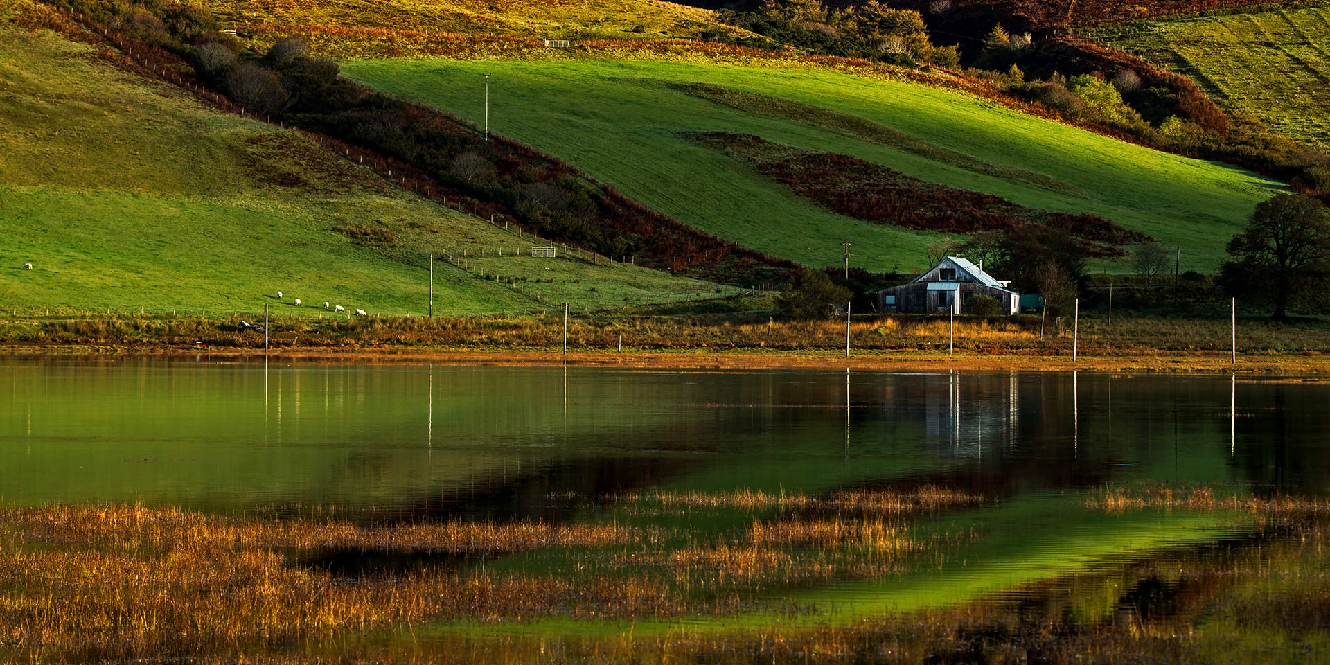 Scottish Green