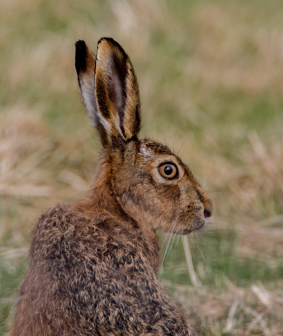 scottish hare