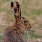 scottish hare