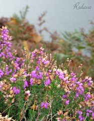 Scottish Heather