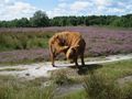 Scottish highland calf de Irbenika 