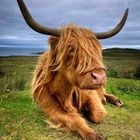 Scottish Highland Cattle