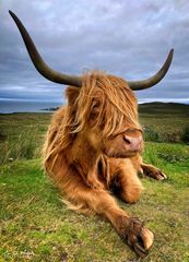 Scottish Highland Cattle