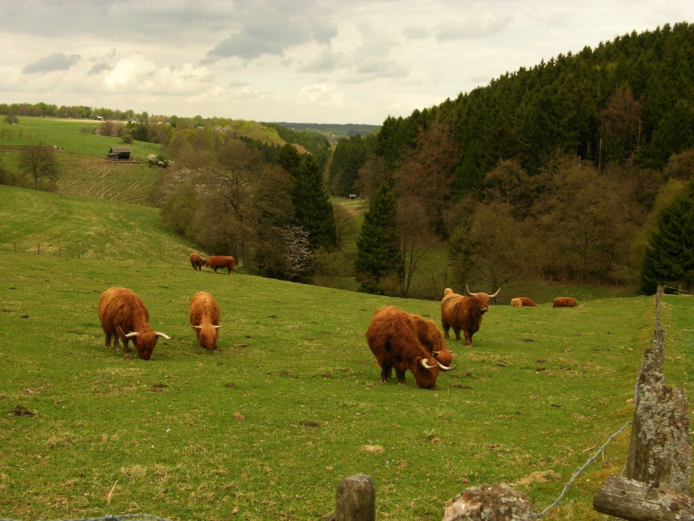 Scottish Highland Cattle im Eifeler "Highland"