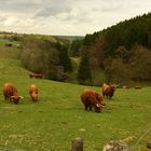 Scottish Highland Cattle im Eifeler "Highland"