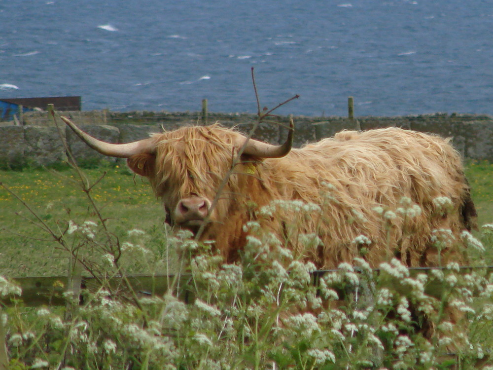 Scottish Highland Cow AKA "Wooly Cow"