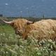 Scottish Highland Cow AKA "Wooly Cow"