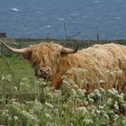 Scottish Highland Cow AKA "Wooly Cow"