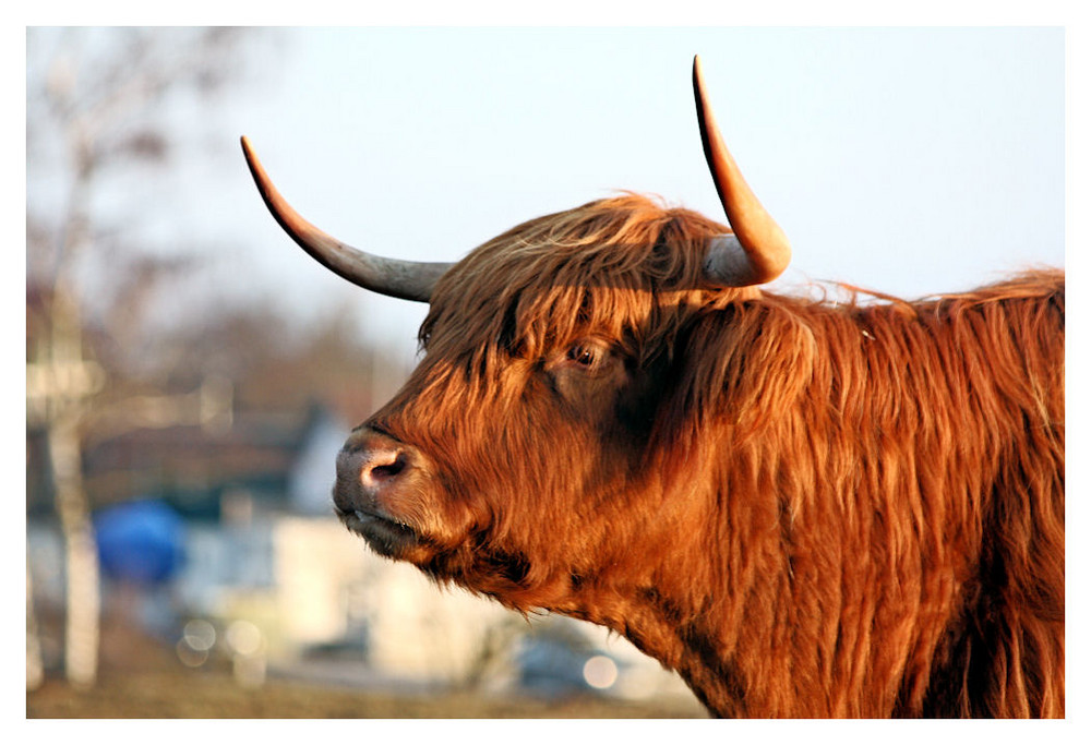 Scottish Highland Portrait