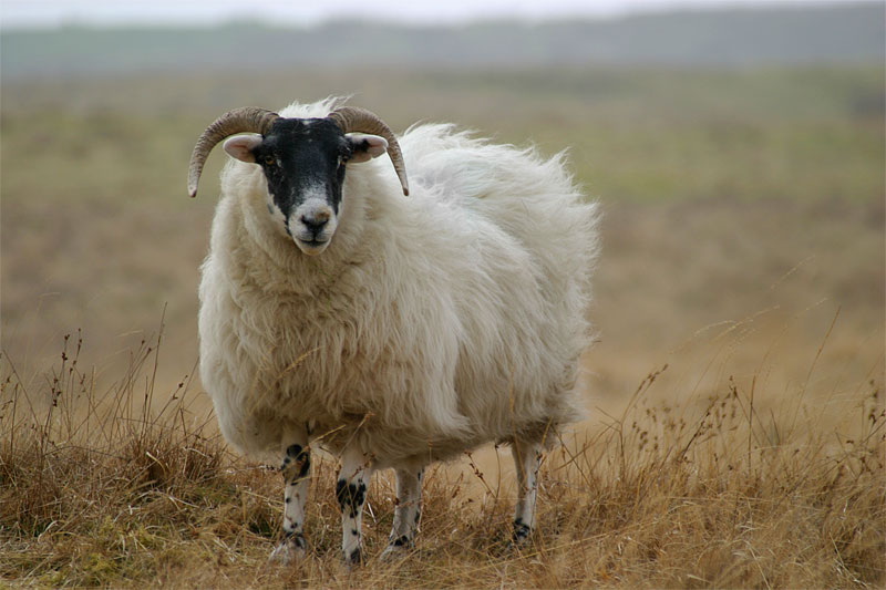 Scottish Highland Sheep