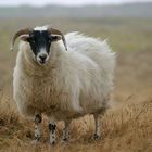 Scottish Highland Sheep