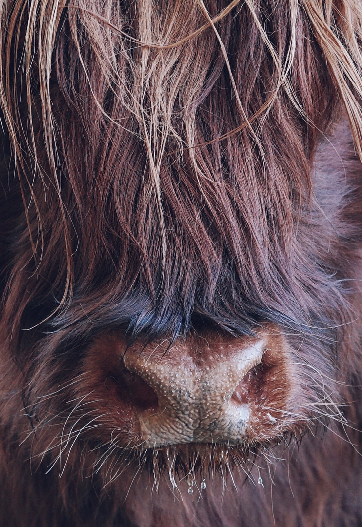 Scottish Highlandcow