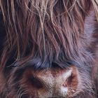 Scottish Highlandcow