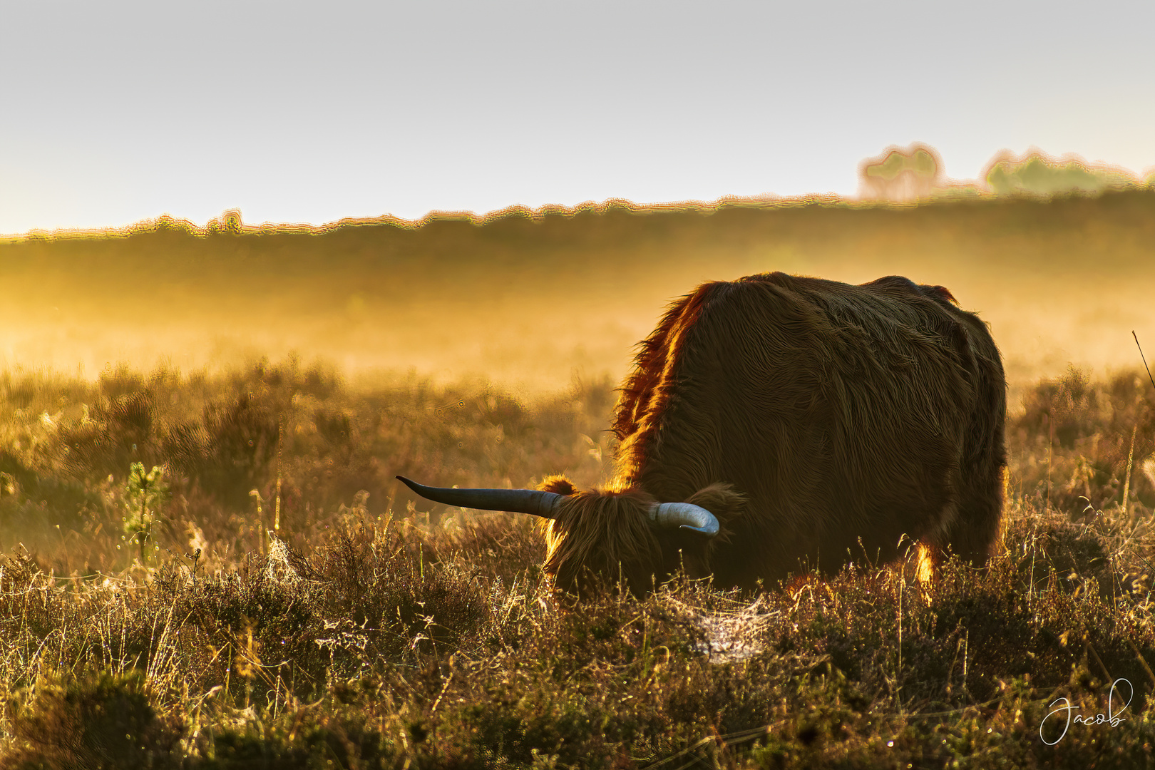 Scottish Highlander