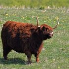 Scottish Highlander ..