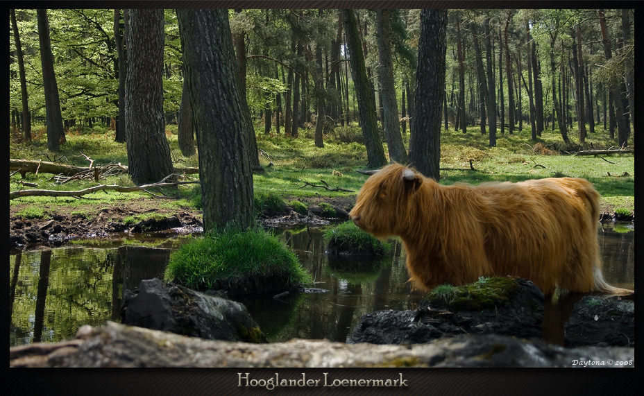 Scottish Highlander Loenermark Veluwe (NL)