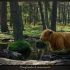 Scottish Highlander Loenermark Veluwe (NL)