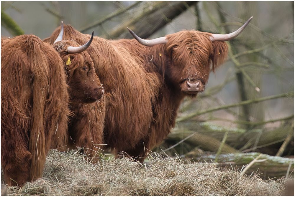 Scottish Highlands