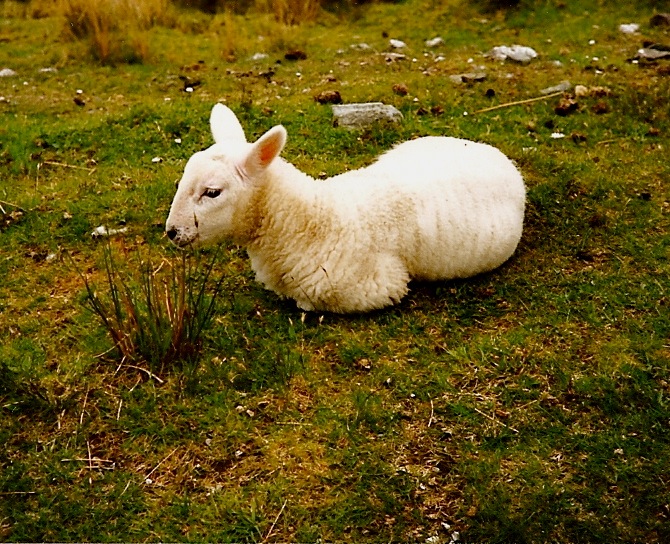 Scottish Lamb - June 1993