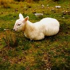Scottish Lamb - June 1993