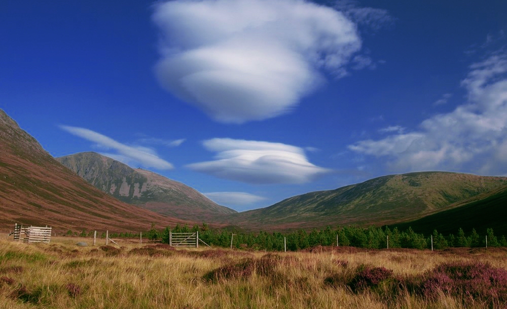 scottish lentis