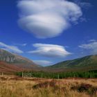 scottish lentis