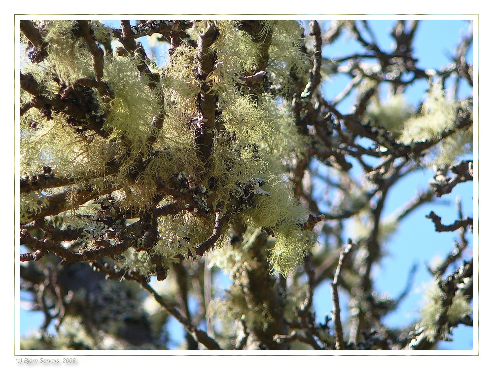 Scottish Moss