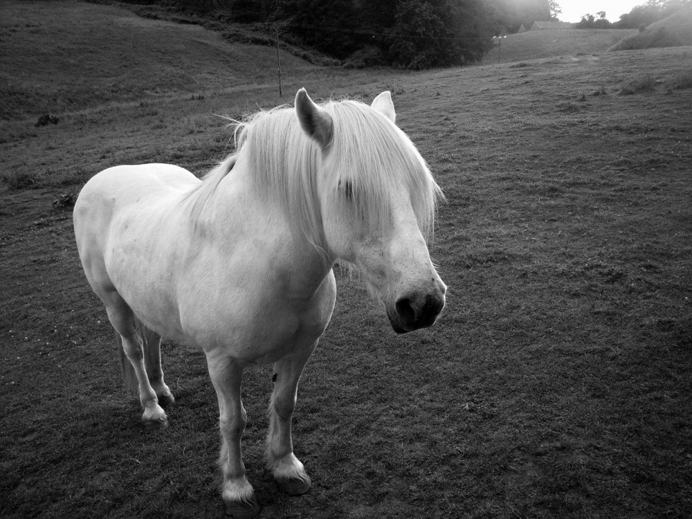 scottish pony