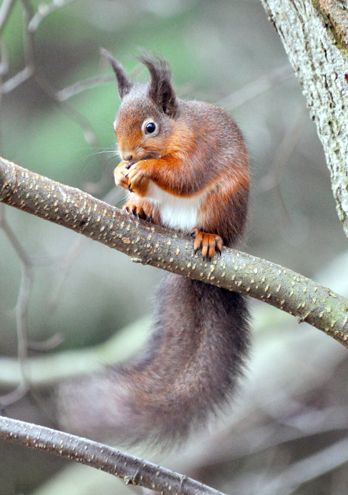 Scottish red Squirrel