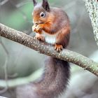 Scottish red Squirrel