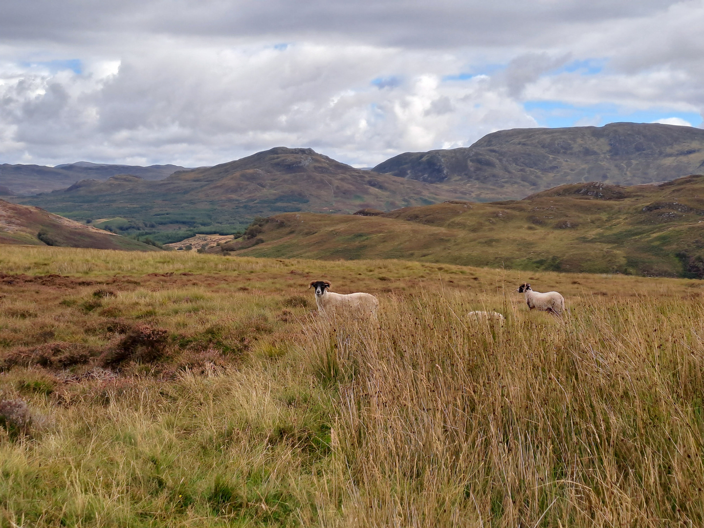 Scottish Sheep