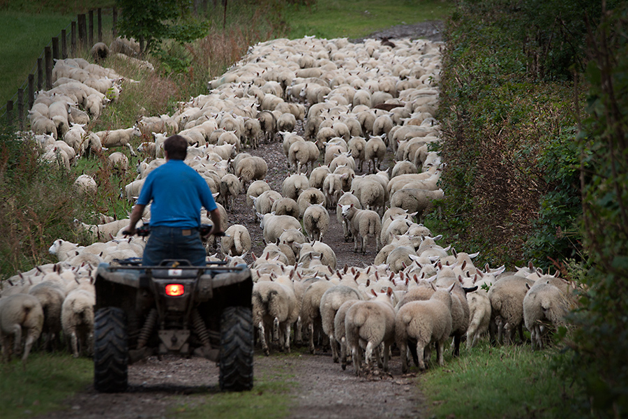 Scottish Shepherd