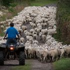 Scottish Shepherd