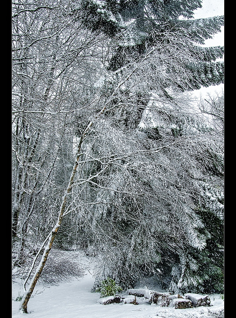 Scottish Springtime