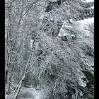 Scottish Springtime