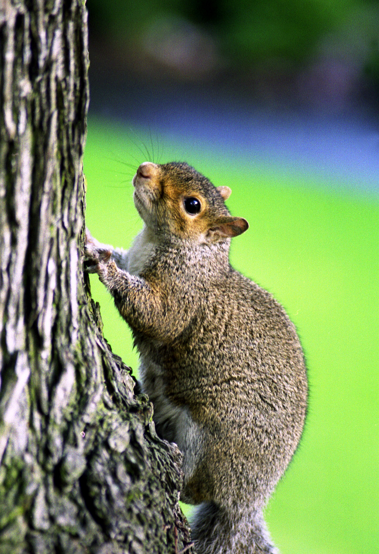 Scottish Squirrel