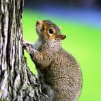 Scottish Squirrel