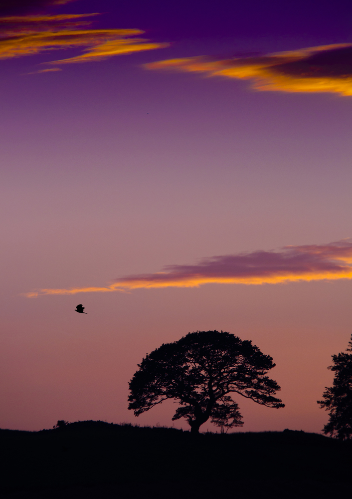 Scottish sunset