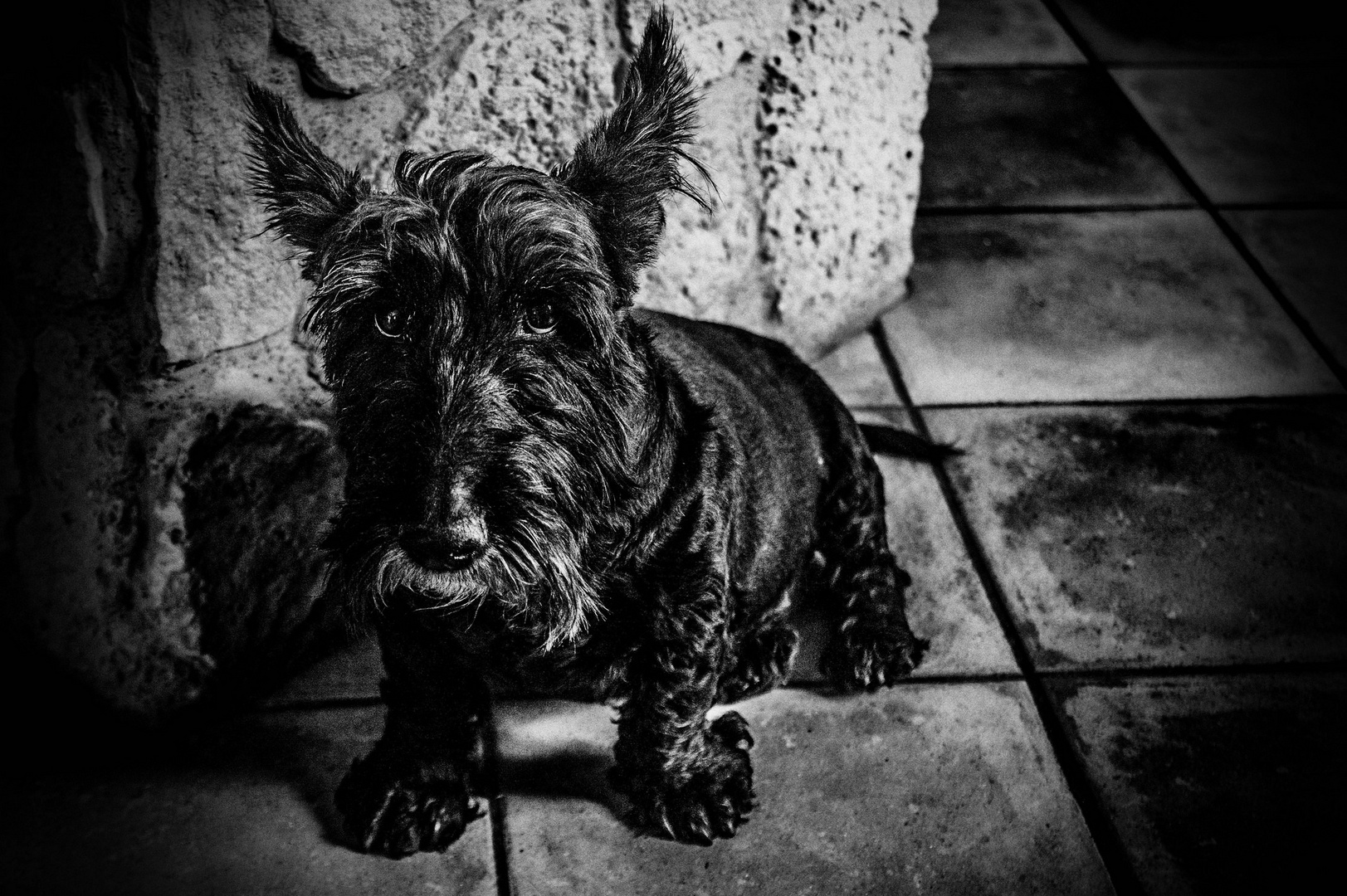 Scottish Terrier