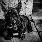 Scottish Terrier