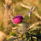 Scottish Thistle