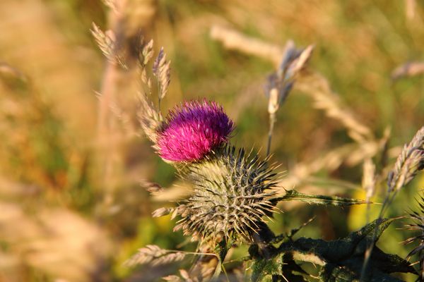 Scottish Thistle