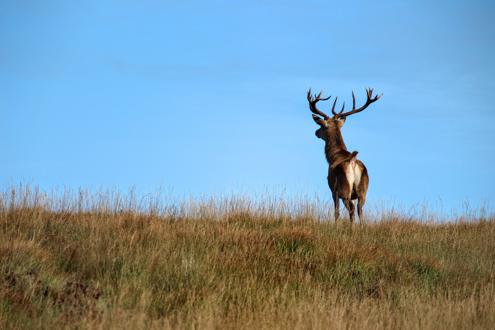 Scottish Wildlife