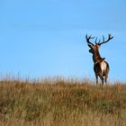 Scottish Wildlife